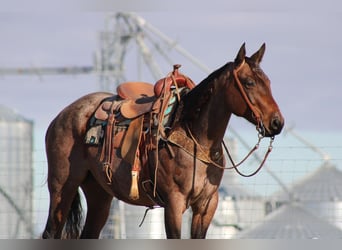 American Quarter Horse, Wallach, 9 Jahre, 150 cm, Roan-Bay