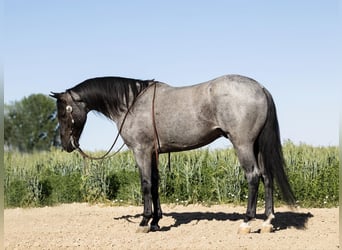 American Quarter Horse, Wallach, 9 Jahre, 150 cm, Roan-Blue