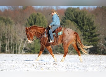 American Quarter Horse, Wallach, 9 Jahre, 150 cm, Roan-Red