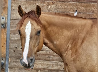 American Quarter Horse, Wallach, 9 Jahre, 150 cm, Roan-Red