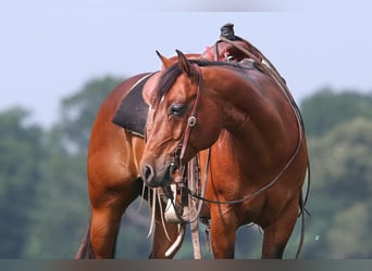 American Quarter Horse, Wallach, 9 Jahre, 150 cm, Rotbrauner