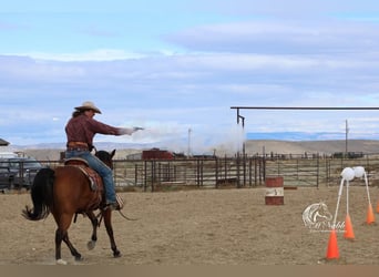 American Quarter Horse, Wallach, 9 Jahre, 150 cm, Rotbrauner