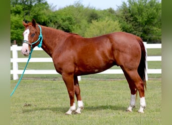 American Quarter Horse, Wallach, 9 Jahre, 150 cm, Rotfuchs