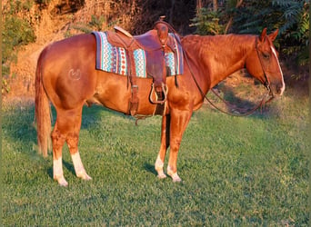 American Quarter Horse, Wallach, 9 Jahre, 150 cm, Rotfuchs