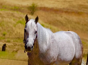 American Quarter Horse, Wallach, 9 Jahre, 150 cm, Schimmel