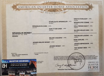 American Quarter Horse, Wallach, 9 Jahre, 150 cm, Schimmel