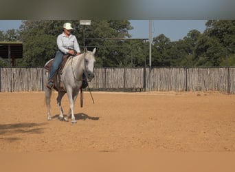 American Quarter Horse, Wallach, 9 Jahre, 150 cm, Schimmel