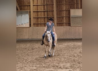 American Quarter Horse, Wallach, 9 Jahre, 150 cm