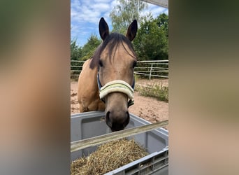 American Quarter Horse, Wallach, 9 Jahre, 151 cm, Buckskin
