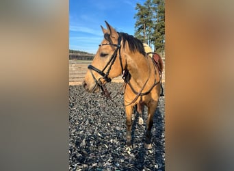 American Quarter Horse, Wallach, 9 Jahre, 151 cm, Buckskin