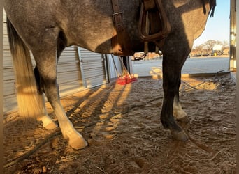 American Quarter Horse, Wallach, 9 Jahre, 152 cm, Apfelschimmel