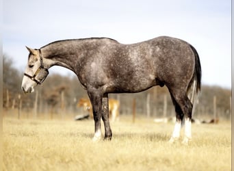 American Quarter Horse, Wallach, 9 Jahre, 152 cm, Apfelschimmel