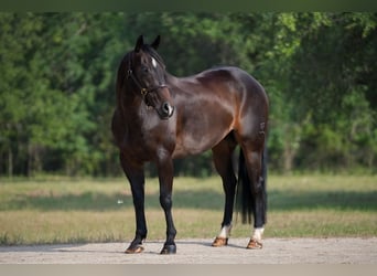 American Quarter Horse, Wallach, 9 Jahre, 152 cm, Brauner