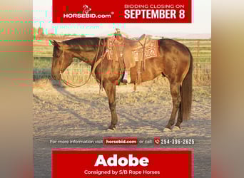 American Quarter Horse, Wallach, 9 Jahre, 152 cm, Brauner