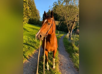 American Quarter Horse, Wallach, 9 Jahre, 152 cm, Brauner