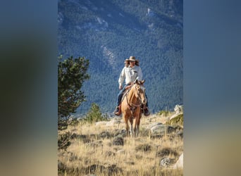 American Quarter Horse, Wallach, 9 Jahre, 152 cm, Buckskin