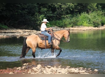 American Quarter Horse, Wallach, 9 Jahre, 152 cm, Buckskin