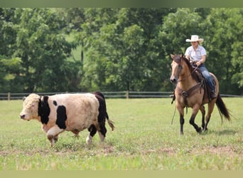 American Quarter Horse, Wallach, 9 Jahre, 152 cm, Buckskin