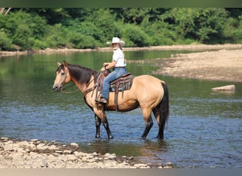 American Quarter Horse, Wallach, 9 Jahre, 152 cm, Buckskin