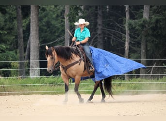 American Quarter Horse, Wallach, 9 Jahre, 152 cm, Buckskin