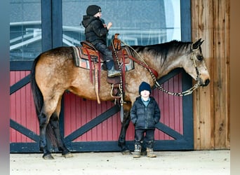 American Quarter Horse, Wallach, 9 Jahre, 152 cm, Buckskin