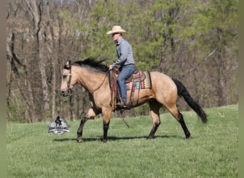 American Quarter Horse, Wallach, 9 Jahre, 152 cm, Buckskin