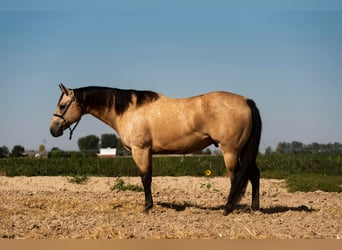 American Quarter Horse, Wallach, 9 Jahre, 152 cm, Buckskin