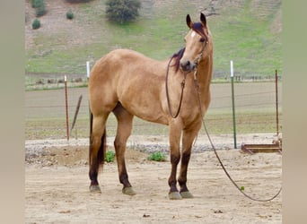 American Quarter Horse, Wallach, 9 Jahre, 152 cm, Buckskin