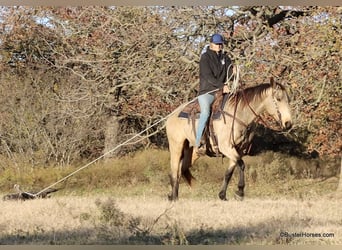 American Quarter Horse, Wallach, 9 Jahre, 152 cm, Buckskin