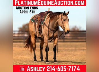 American Quarter Horse, Wallach, 9 Jahre, 152 cm, Buckskin
