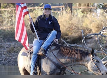 American Quarter Horse, Wallach, 9 Jahre, 152 cm, Buckskin