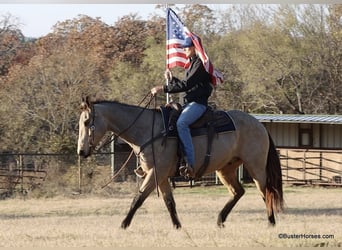 American Quarter Horse, Wallach, 9 Jahre, 152 cm, Buckskin