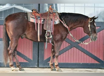 American Quarter Horse, Wallach, 9 Jahre, 152 cm, Dunkelfuchs