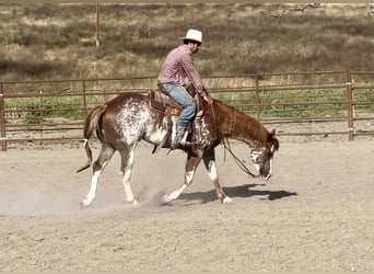 American Quarter Horse, Wallach, 9 Jahre, 152 cm, Dunkelfuchs