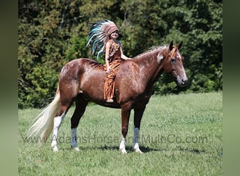 American Quarter Horse, Wallach, 9 Jahre, 152 cm, Dunkelfuchs