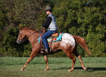 American Quarter Horse, Wallach, 9 Jahre, 152 cm, Dunkelfuchs
