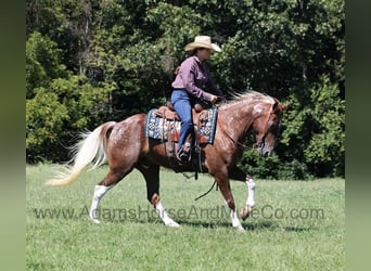 American Quarter Horse, Wallach, 9 Jahre, 152 cm, Dunkelfuchs