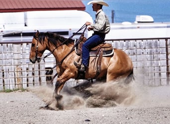 American Quarter Horse, Wallach, 9 Jahre, 152 cm, Falbe