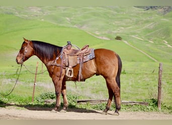 American Quarter Horse, Wallach, 9 Jahre, 152 cm, Falbe