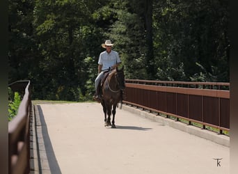 American Quarter Horse, Wallach, 9 Jahre, 152 cm, Grullo