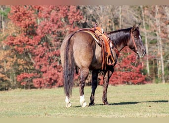 American Quarter Horse, Wallach, 9 Jahre, 152 cm, Grullo