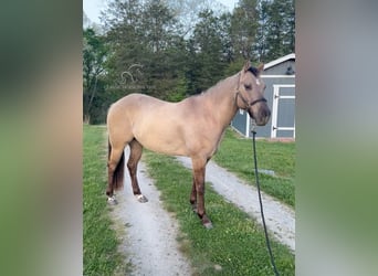 American Quarter Horse, Wallach, 9 Jahre, 152 cm, Grullo