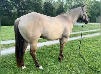 American Quarter Horse, Wallach, 9 Jahre, 152 cm, Grullo
