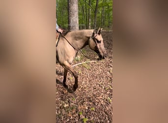 American Quarter Horse, Wallach, 9 Jahre, 152 cm, Grullo
