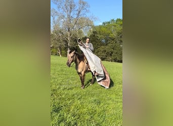 American Quarter Horse, Wallach, 9 Jahre, 152 cm, Grullo