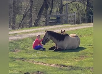 American Quarter Horse, Wallach, 9 Jahre, 152 cm, Grullo