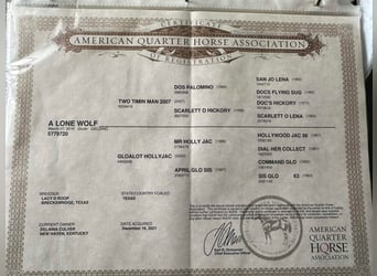 American Quarter Horse, Wallach, 9 Jahre, 152 cm, Grullo