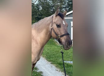 American Quarter Horse, Wallach, 9 Jahre, 152 cm, Grullo