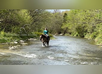American Quarter Horse, Wallach, 9 Jahre, 152 cm, Grullo