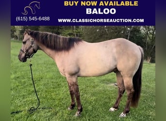 American Quarter Horse, Wallach, 9 Jahre, 152 cm, Grullo